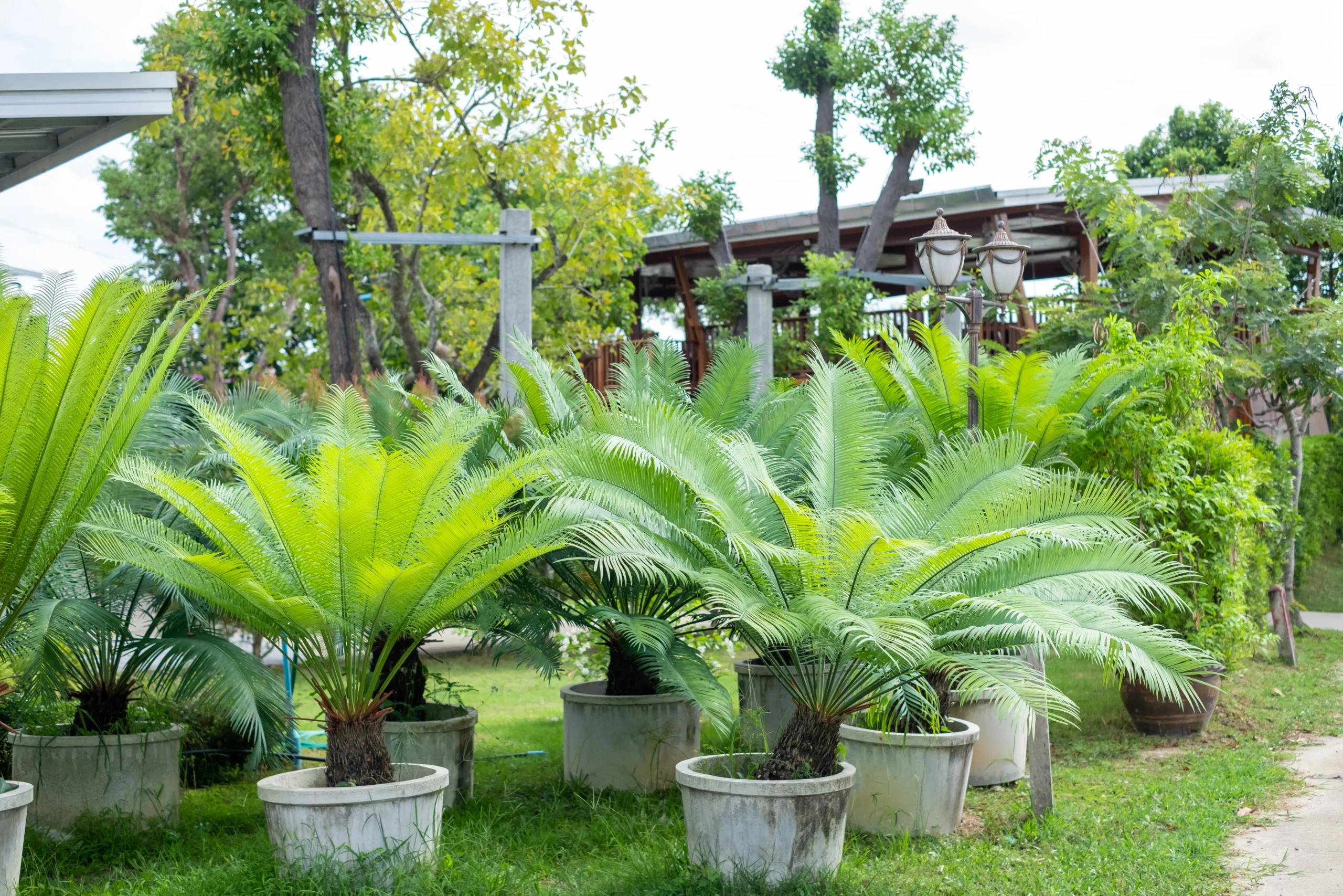 samanvetha landscape 03